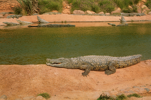 photo of crocodiles lying on rocks near a pond. Reptile and predator