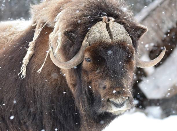 un bellissimo animale - bue muschiato foto e immagini stock