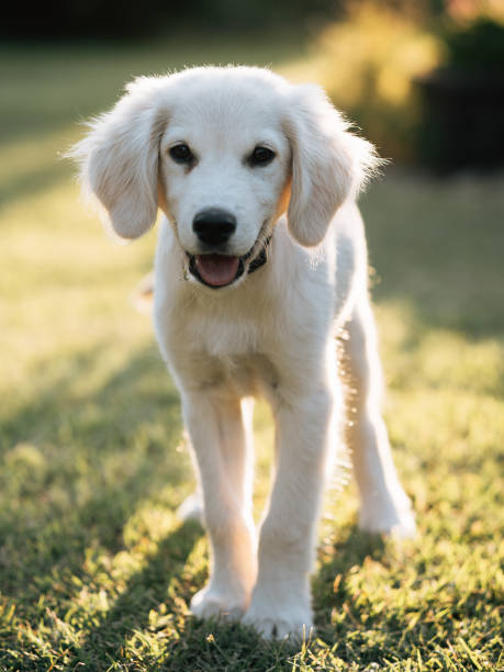 istock Happy dog, golden teriever puppy. 1383733535