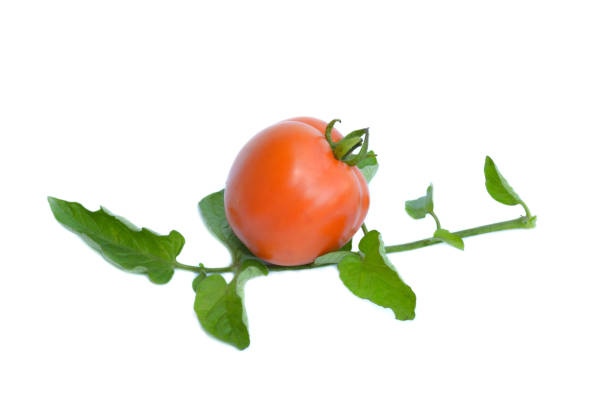 istock Fresh red tomatoes with leaves isolated on white background. 1383733536