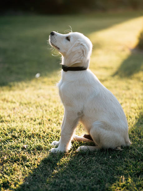istock Happy dog, golden teriever puppy. 1383733547
