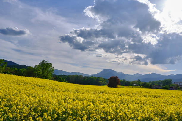 istock rapeseed fields in spring outside of Olot, Girona, Spain 1383733747