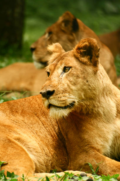 istock Two Lions are Resting and Observing Around 1383734394
