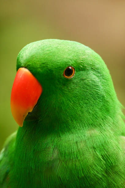istock A Green Eclectus Parrot in Close Up 1383735985