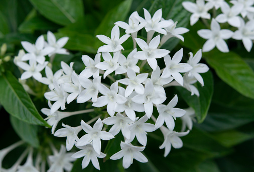 Primer plano de Pentas lanceolata, pequeñas flores blancas están floreciendo en el jardín tropical. photo