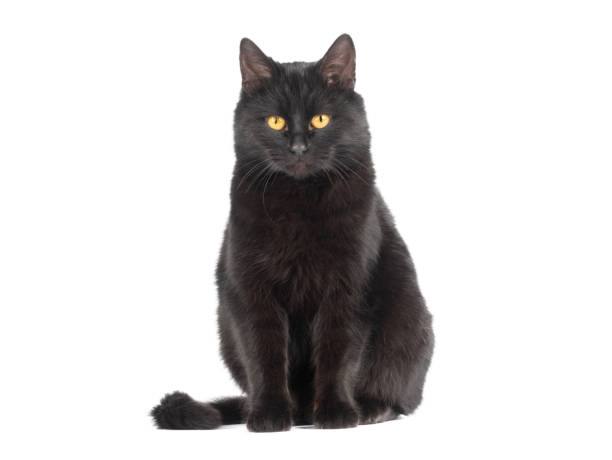 istock sitting black cat with yellow eyes isolated on white background 1383742902