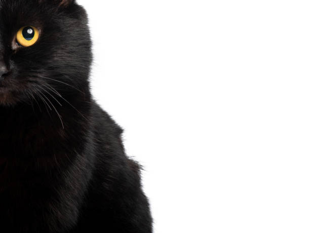 black cat portrait  isolated on white background for writing text