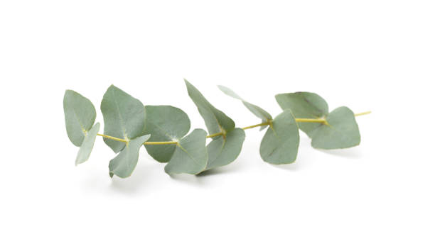 istock Bunch of green grass. 1383759736