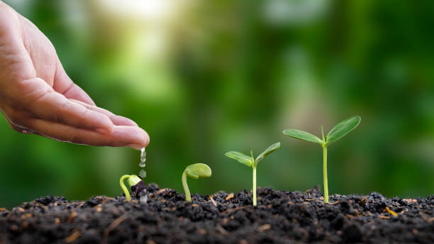 istock Planting and seeding Grow seedlings on soil, seedling growth ideas. 1383767691