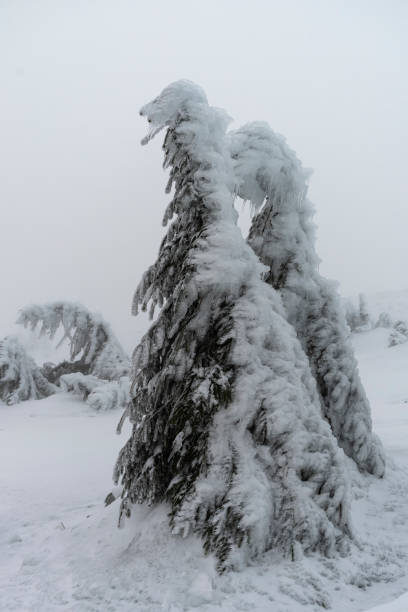 jenseitige bäume bedeckt mit schnee und eis auf dem brocken, harz, deutschland - otherworldy stock-fotos und bilder