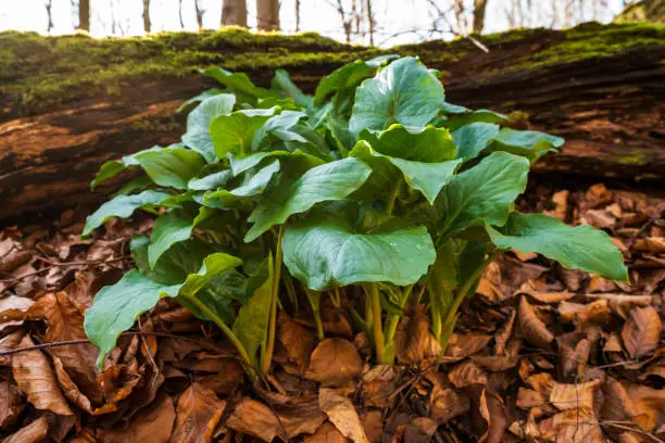 A cluster of common arum (Arum maculatum) plants growing amongst autumn leaves in a forest in early spring, Weserbergland, Germany