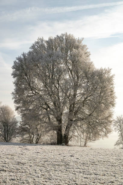 istock Frozen tree in a rural winter landscape 1383773750