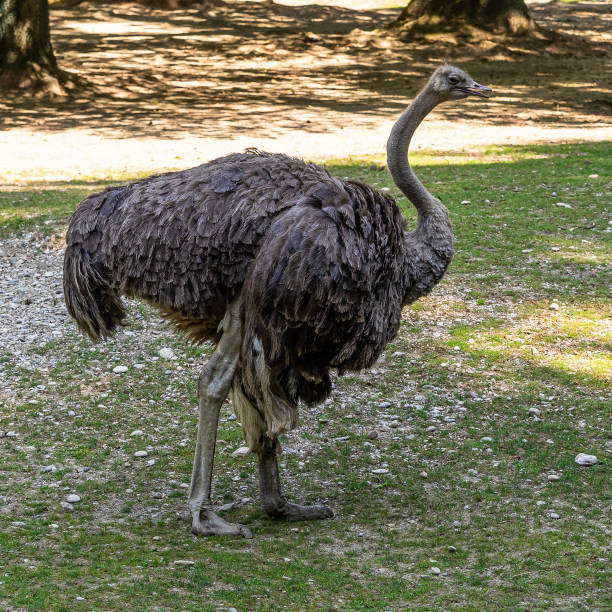 istock The common ostrich, Struthio camelus, or simply ostrich 1383782347