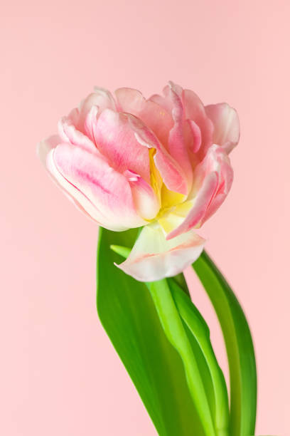 istock Pink tulips on a pink background. 1383786233