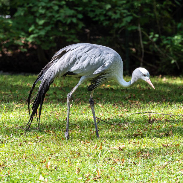 istock The Blue Crane, Grus paradisea, is an endangered bird 1383788629