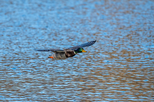 The mallard, Anas platyrhynchos is a dabbling duck. Here flying in the air.