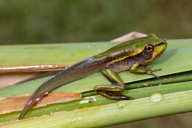 adpole of the green and golden bell frog - kikkervisje stockfoto's en -beelden