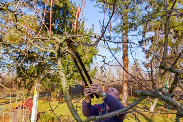 istock Gardener is cutting branches, pruning fruit trees with long shears in the orchard 1383803120