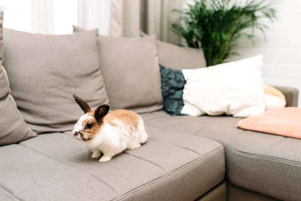 Russet spotted banny rabbit sitting on a couch stock photo