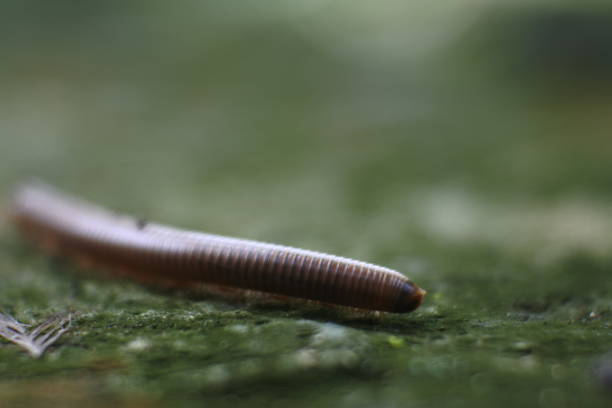 Giant milipedes crawling on wet ground, macro photo Giant milipedes crawling on wet ground, macro photo myriapoda stock pictures, royalty-free photos & images
