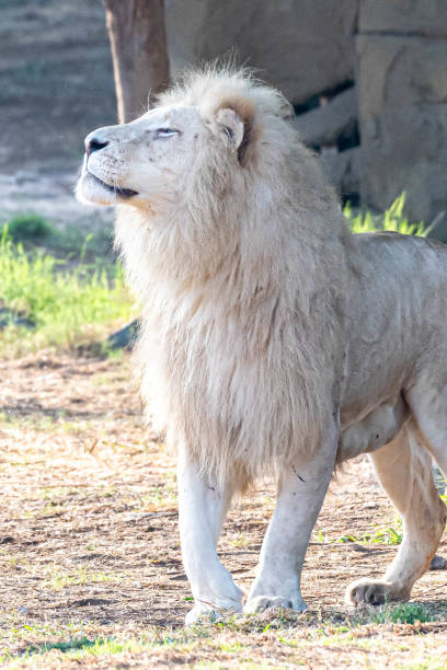 White Lion (African Lion) Majesty Seeing a white lion is a rare occasion. White lions are one of the rare and exotic animals you will see. White lions were first recorded in 1938 in the Timbavati region of South Africa. White lions are not albinos. Their white color is caused by a recessive trait, called leucism, derived from a less-severe mutation in the same gene that causes albinism, distinct from the gene responsible for white tigers. They vary from blonde to near-white. This coloration does not appear to pose a disadvantage to their survival. White lions were considered to have been technically extinct in the wild between 1992 and 2004, when the Global White Lion Protection Trust achieved the first successful reintroduction of white lions to their natural habitat. These prides have continued to hunt and breed successfully in the wild, whilst other occurrences of white lion births have been reported in the greater Kruger region since then. white lion in the zoo stock pictures, royalty-free photos & images