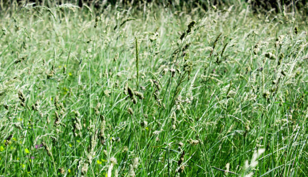 istock Summer background. Green grass in the meadow. Close-up. 1383816071