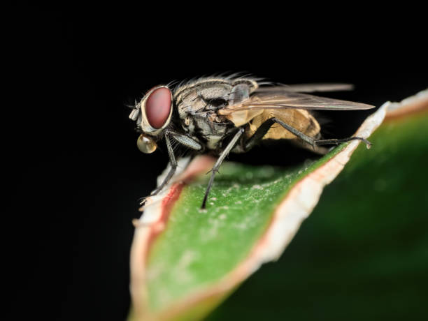 istock a fly with buble in the mouth 1383816330