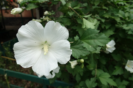 Lily white flower of Hibiscus syriacus in mid August