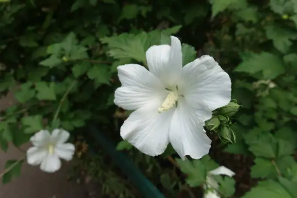 Pair of pure white flowers of Hibiscus syriacus in mid August