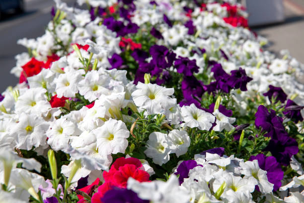 istock old autumn flowers with damage and other disadvantages 1383821601