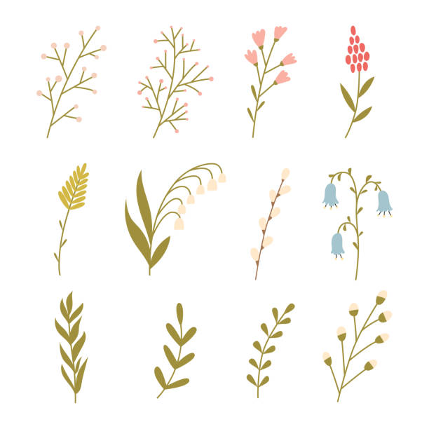 A set of simple twigs, spring flowers, herbs. Lily of the valley, willow, bell. Minimalistic flat hand drawn botanical decorative elements. Color vector illustrations isolated on a white background. A set of simple twigs, spring flowers, herbs. Lily of the valley, willow, bell. Minimalistic flat hand drawn botanical decorative elements. Color vector illustrations isolated on a white background lily of the valley garden stock illustrations