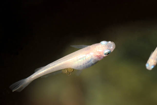 istock Ghost white body and Glacier blue eyed Japanese aquarium Rice fish 