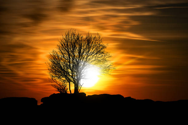 Black silhouette of a lonely bare tree on a beautiful sunset in winter with sunbeams and copy space.