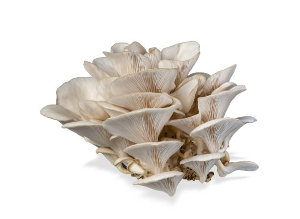 istock Oyster mushroom isolated on white background. 1383822493