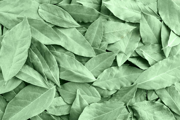 istock Many green leaves background top view 1383824121