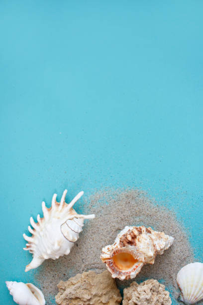 istock Summer composition. tropical palm leaves, seashells on blue background. Summer concept. Flat lay, top view, copy space 1383824549
