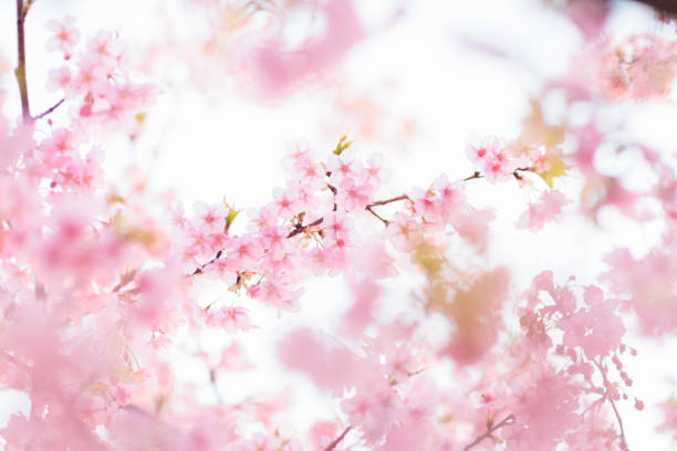 kawazu cerisier en fleurs - flower single flower macro focus on foreground photos et images de collection