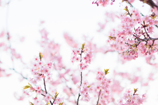 istock Kawazu cherry blossoms 1383826102