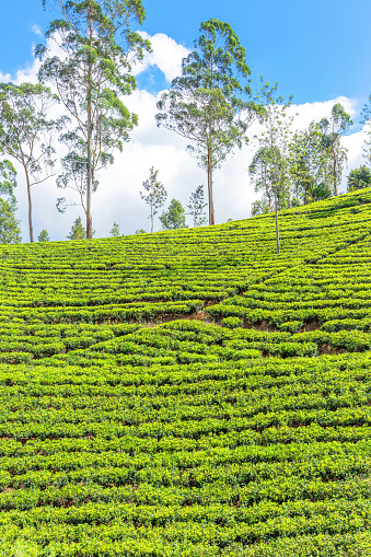 Tea plantations on the hills near Lipton Seat, Sri Lanka