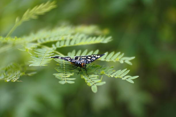 istock butterfly perched on weeds, macro photo 1383826245