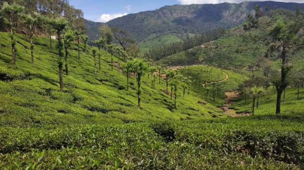 istock Manjolai Estate 1383827735