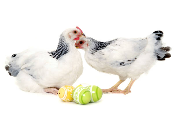 galinhas e ovos de páscoa - eggs new life shape animals and pets - fotografias e filmes do acervo