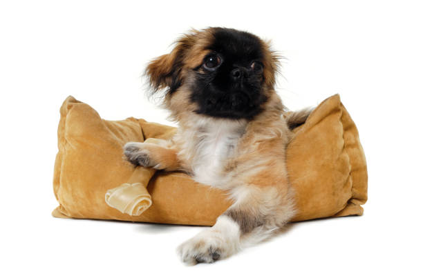 istock Puppy in dog bed 1383828248