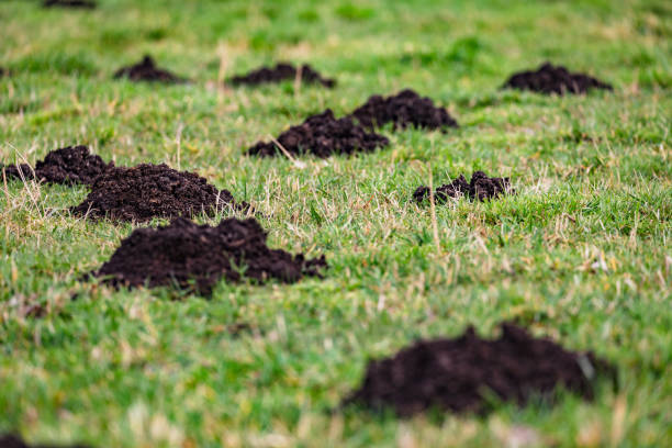 Close up of several molehills in a garden stock photo