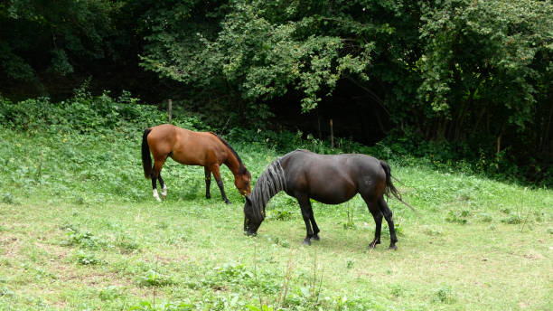 istock Two beautiful horses grazing in a paddock 1383830195