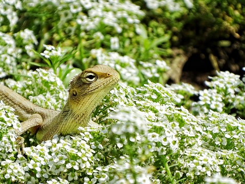 Chameleon sunbathing among the flowers