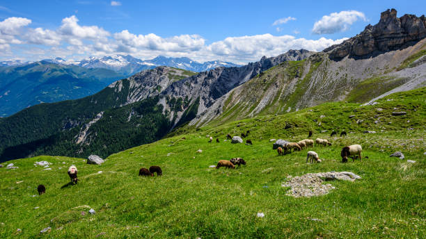 istock Sheep grazing on grass below Serles summit in Stubai valley. 1383831809