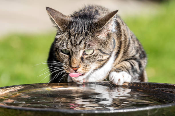 istock A Close Up of a Tabby Cat Drinking Water 1383832124