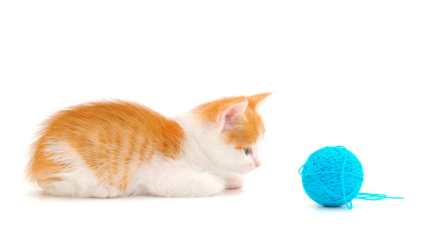istock Little kitten playing with a ball of yarn. 1383832417