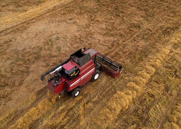 istock Spring wheat harwesting. Wheat and corn markets react in crisis world breadbasket. 1383835683